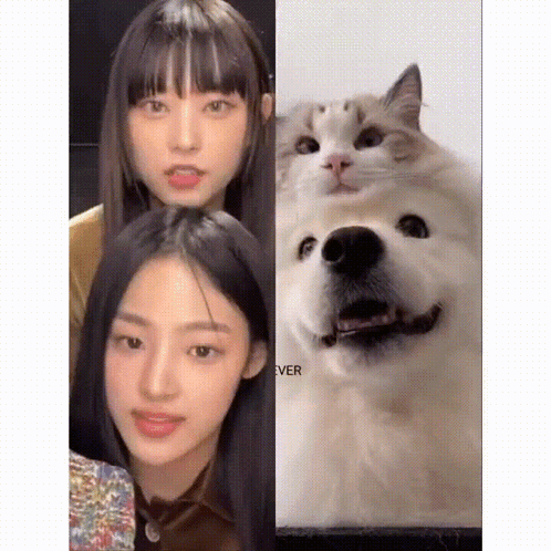A Cat And A Dog Are Posing For A Picture Together GIF