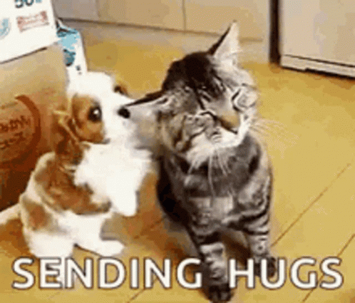 A Cat And A Dog Hugging Each Other In A Room . GIF