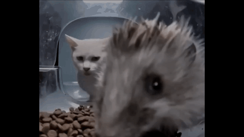 A Cat And A Hamster Are Looking At A Bowl Of Food GIF