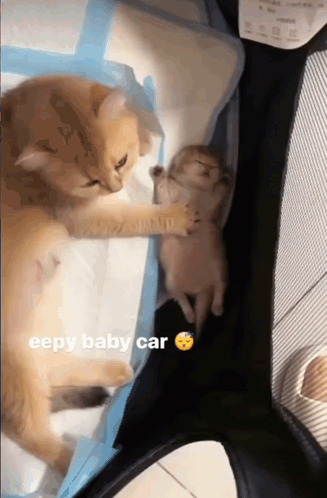 A Cat And A Kitten Are Sleeping In A Crib And The Caption Says Eepy Baby Car GIF