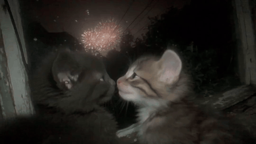 A Cat And A Kitten Looking At Fireworks In A Window GIF