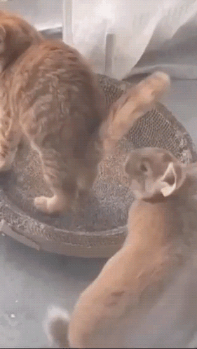 A Cat And A Rabbit Are Playing With Each Other GIF