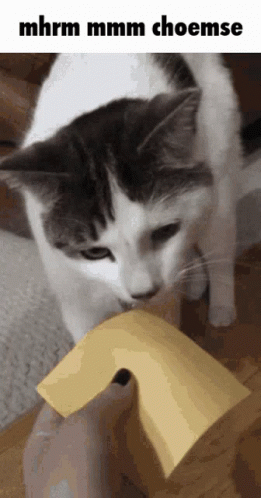 A Cat Chewing On A Piece Of Cheese With The Words Mhrm Mmmm Choemse Below It GIF