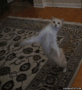A Cat Dancing On A Rug With Icanhasgif.com Written On The Bottom GIF