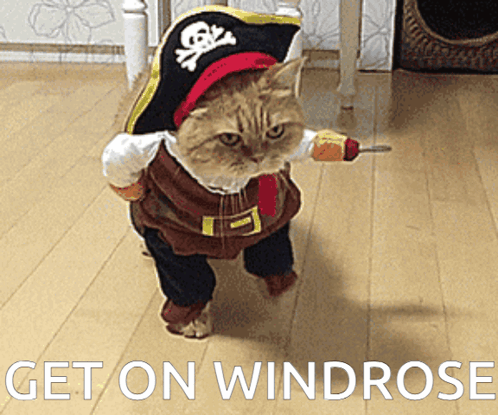 A Cat Dressed In A Pirate Costume Is Walking On A Wooden Floor GIF