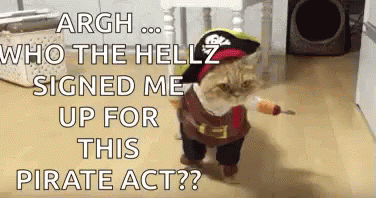 A Cat Dressed In A Pirate Costume Is Walking On The Floor GIF