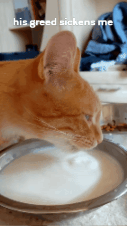 a cat drinking milk from a bowl with the words his greed sickens me above it