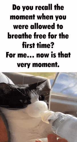 A Cat Drinking Water From A Bottle With A Caption That Says Do You Recall The Moment When You Were Allowed To Breathe GIF
