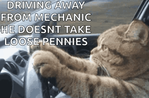 A Cat Driving A Car With The Caption Driving Away From Mechanic He Does Nt Take Loose Pennies GIF