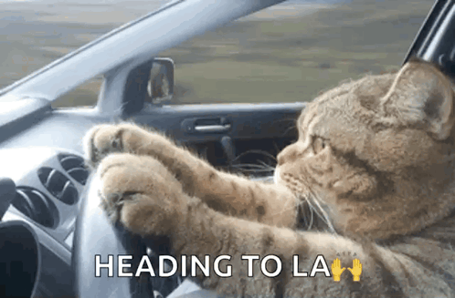 A Cat Driving A Car With The Words Heading To La GIF