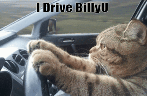 A Cat Driving A Car With The Words " I Drive Billyu " Written Above It GIF