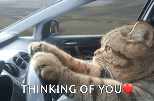 A Cat Driving A Car With The Words " Thinking Of You " Above It GIF