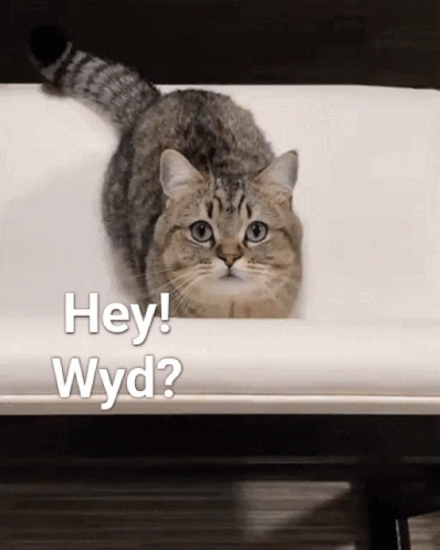 A Cat In A Bathtub With The Words Hey Wyd Written On The Bottom GIF