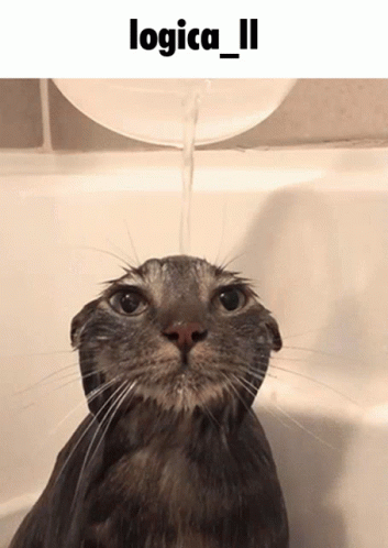 A Cat In A Bathtub With Water Being Poured On It And The Words Logica_ii Above It GIF
