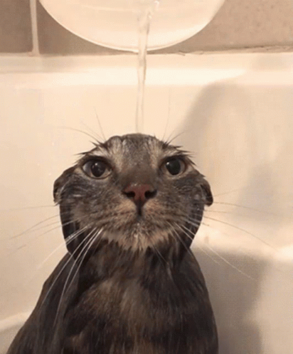 A Cat In A Bathtub With Water Being Poured Over It GIF