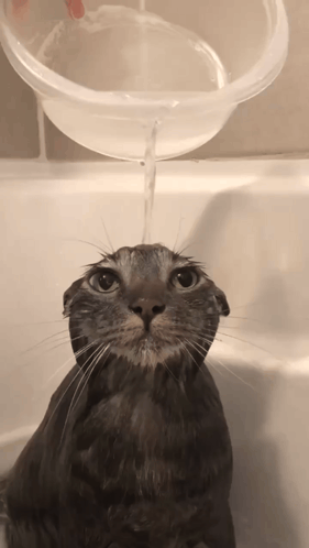 A Cat In A Bathtub With Water Poured On It GIF