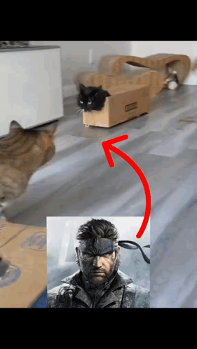 A Cat In A Box Next To A Picture Of Snake GIF