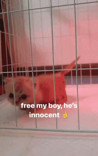A Cat In A Cage With The Words Free My Boy He 'S Innocent On The Bottom GIF