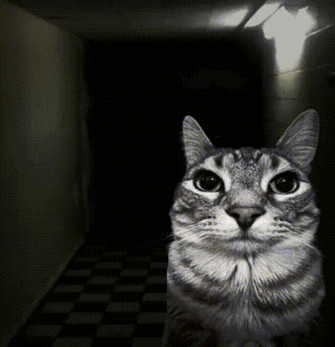 a cat in a dark hallway looking at the camera