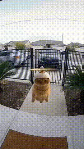 A Cat In A Helicopter Costume Is Flying Over A Doorway GIF