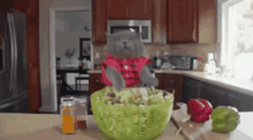 A Cat In A Pink Shirt Is Eating A Salad In The Kitchen GIF