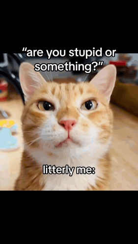 A Cat Is Asking If Someone Is Stupid Or Something GIF