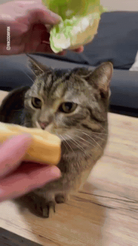 A Cat Is Being Fed A Sandwich By A Person .. GIF