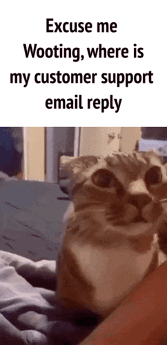 A Cat Is Being Held By A Person And Says Excuse Me Wooting Where Is My Customer Support Email Reply . GIF