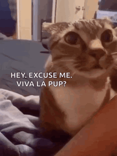 A Cat Is Being Held By A Person And Says Hey Excuse Me Viva La Pup ? GIF
