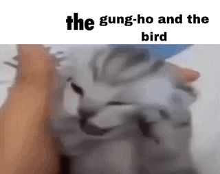 A Cat Is Being Held By A Person In A Meme . GIF