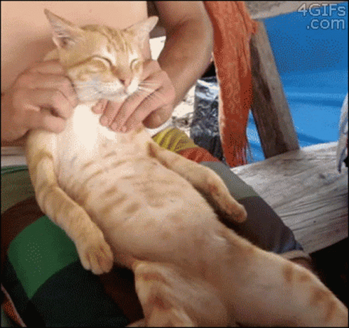 A Cat Is Being Held By A Person With A 4Gifs.com Watermark In The Corner GIF