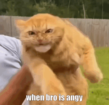 Cat Being Held When Bro Is Angry GIF