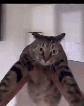 A Cat Is Being Held In Someone 'S Arms And Looking At The Camera . GIF