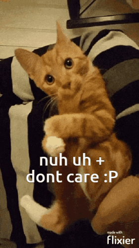A Cat Is Being Held In Someone 'S Arms With The Caption Nuh Uh + Dont Care GIF