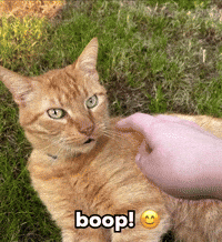 A Cat Is Being Petted By A Person With The Words Boop On The Bottom GIF