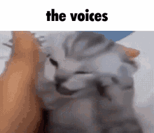 A Cat Is Being Petted By A Person With The Words The Voices Above It . GIF