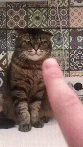 Person Touching Cat's Head GIF