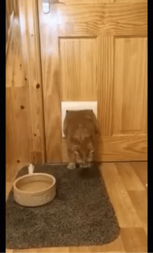 A Cat Is Coming Out Of A Cat Door Next To A Bowl . GIF