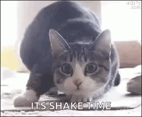 A Cat Is Crawling On The Floor With The Words `` It 'S Shake Time '' Written Below It . GIF