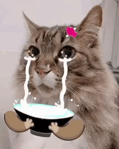 A Cat Is Crying While Holding A Bowl Of Water . GIF