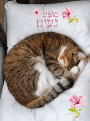 A Cat Is Curled Up On A Pillow With Flowers And Hebrew Writing On It GIF