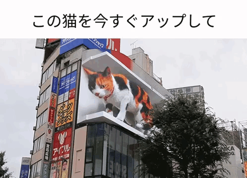 A Cat Is Displayed On The Side Of A Building With Chinese Writing GIF