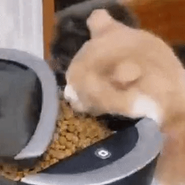 A Cat Is Drinking From A Bowl Of Cat Food . GIF