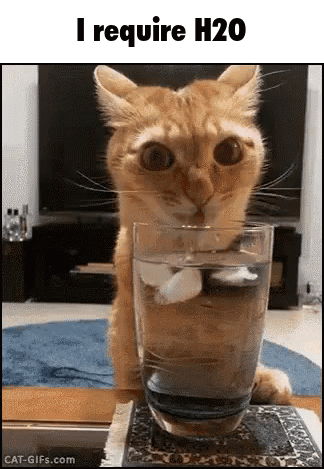 A Cat Is Drinking From A Glass Of Water On A Table . GIF