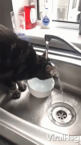 A Cat Is Drinking Water From A Bowl In A Sink With A Covex Soap Bottle In The Background GIF