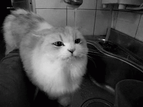 A Cat Is Drinking Water From A Faucet In A Sink . GIF