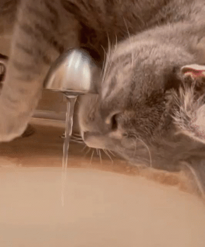 A Cat Is Drinking Water From A Faucet . GIF