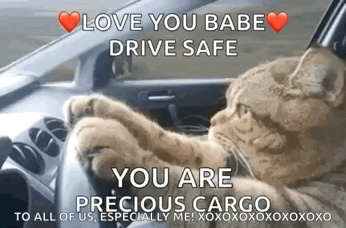 A Cat Is Driving A Car And Saying `` Love You Babe Drive Safe You Are Precious Cargo To All Of Us Especially Me '' GIF