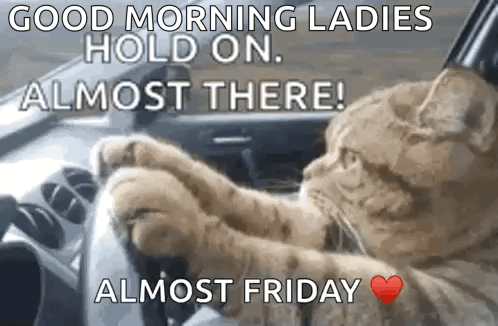 A Cat Is Driving A Car And Says `` Good Morning Ladies Hold On Almost There ! Almost Friday '' . GIF