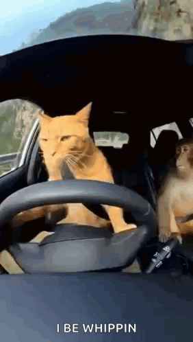 A Cat Is Driving A Car With A Monkey In The Back Seat .. GIF